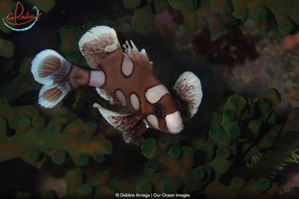 Juvenile harlequin sweetlips with Coralia Liveaboard in Raja Ampat in Indonesia