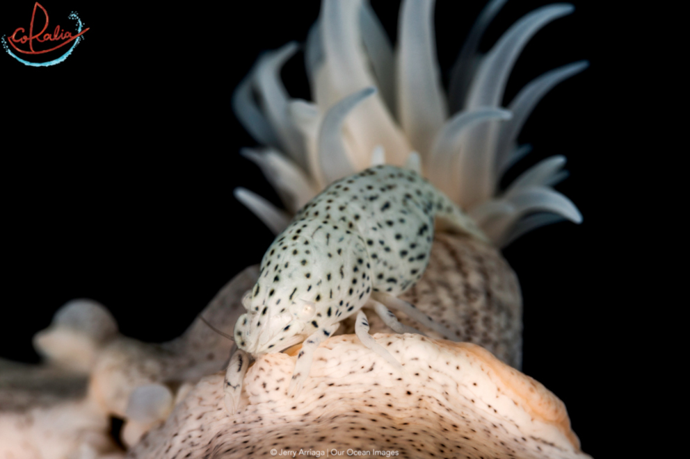 white leopard anemone shrimp with its black spots as a perfect camouflage