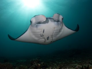 Manta Ray Halmahera Coralia Liveaboard Indonesia