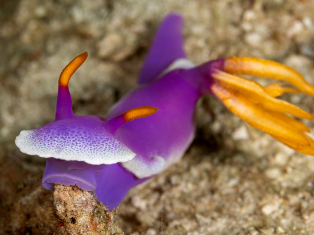 A purple and orange Nudibranch spotted while scuba diving in Cenderawasih Bay with Coralia Liveaboard Indonesia