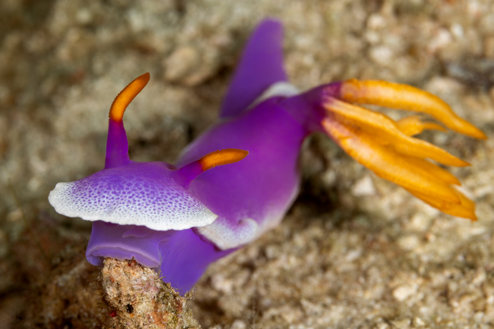 A purple and orange Nudibranch spotted while scuba diving in Cenderawasih Bay with Coralia Liveaboard Indonesia