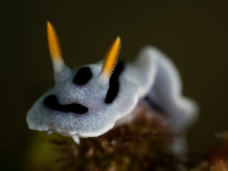 Nudibranch Halmahera Coralia Liveaboard Indonesia