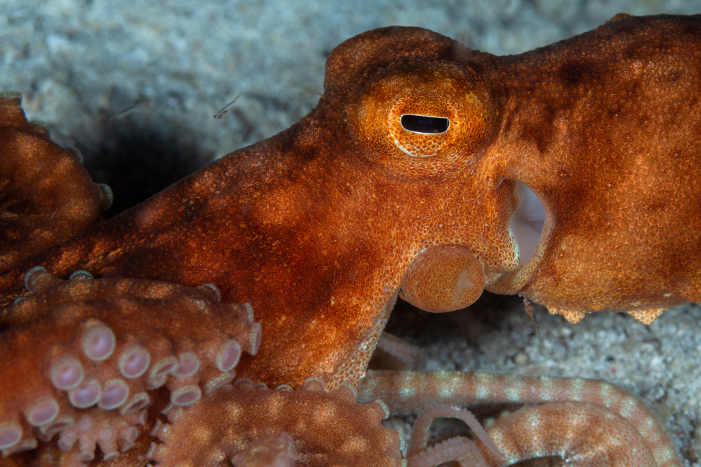 Octopus Cenderawasih Bay Coralia Liveaboard Indonesia