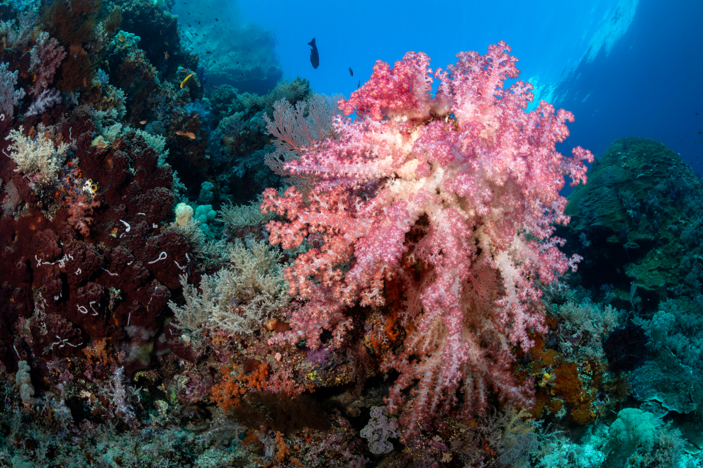Soft Coral Halmahera Coralia Liveaboard Indonesia