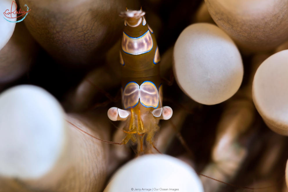 Squat shrimp sitting inside a white anemone spotted while scuba diving