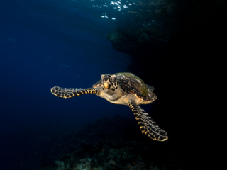 Turtle Halmahera Coralia Liveaboard Indonesia