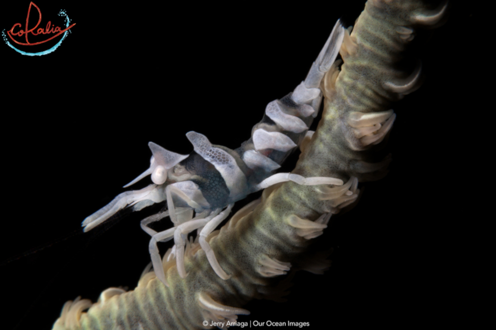 Zanzibar whip coral shrimps in Indonesia with Coralia Liveaboard