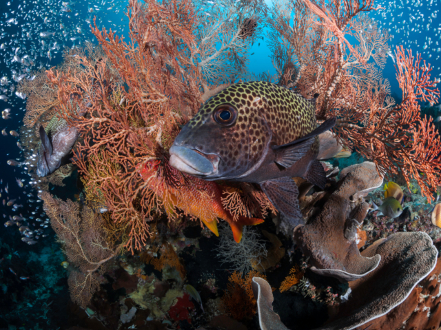 Adult stage of the harlequin sweetlips with Coralia Liveaboard in Raja Ampat in Indonesia