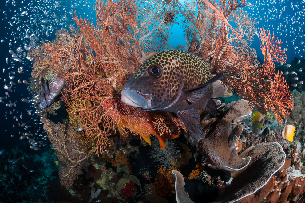 Adult stage of the harlequin sweetlips with Coralia Liveaboard in Raja Ampat in Indonesia