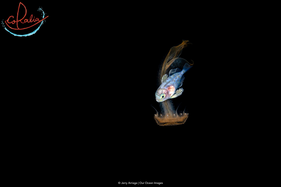 fish circeling a jellyfish with black background