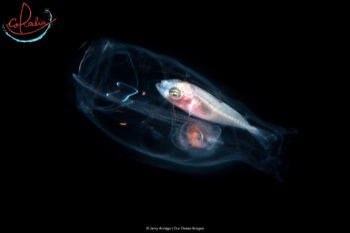 Black Water Diving - Coralia Liveaboard Indonesia