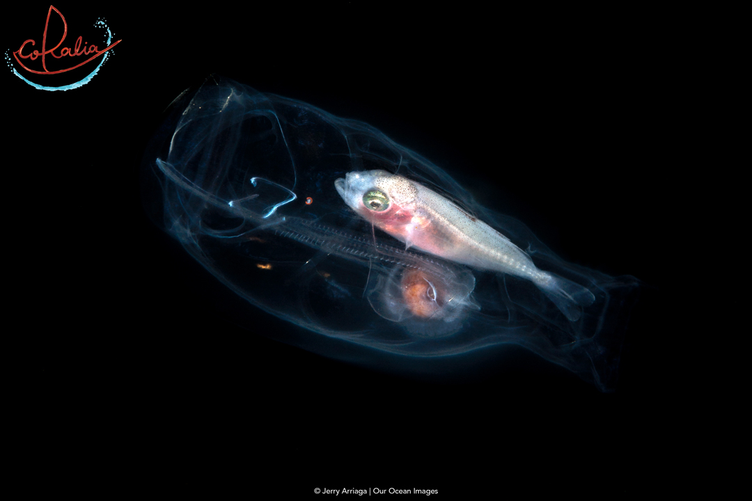 A fish inside a transparent Jellyfish encountered during Black Water Diving with Coralia Liveaboard in Indonesia