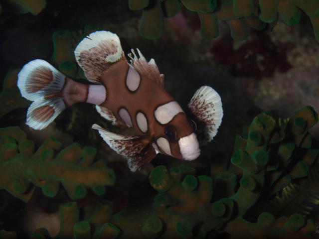 Juvenile stage of the harlequin sweetlips with Coralia Liveaboard in Raja Ampat in Indonesia