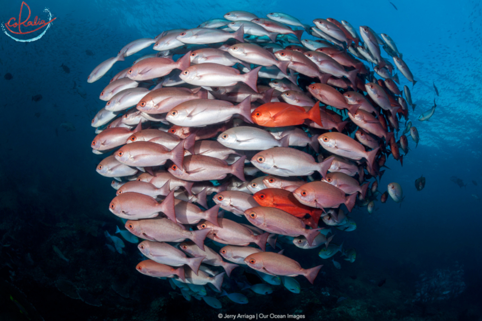 Pinjalo snappers with different colourations in Raja Ampat with Coralia Liveaboard in Indonesia