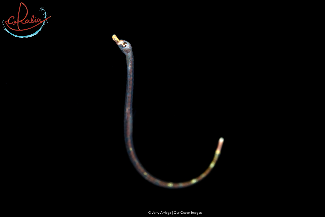 Pipefish spotted while Black Water Scuba Diving with Coralia Liveaboard
