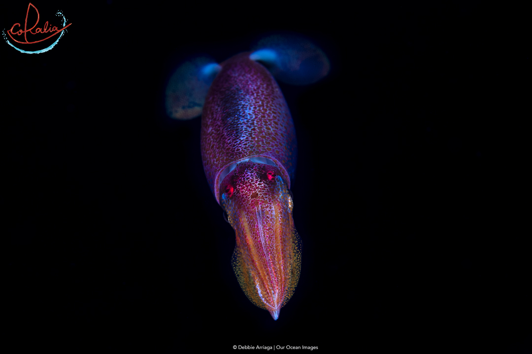 A purple, blue and yellow Squid photographed on a Black Water night dive with Coralia Liveaboard in Indonesia