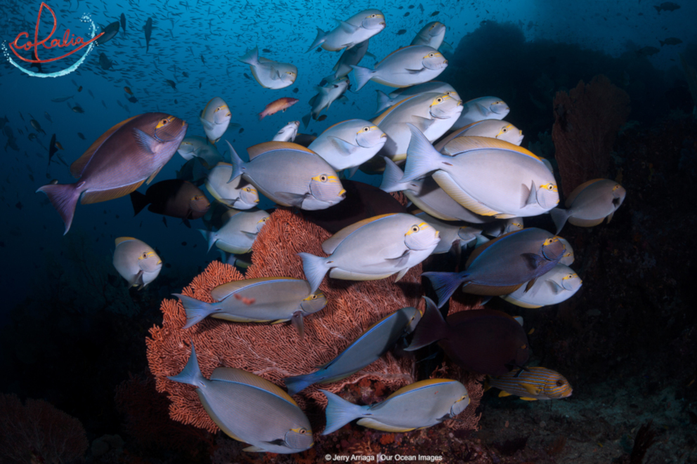 Surgeon fish with different colourations in Raja Ampat with Coralia Liveaboard in Indonesia