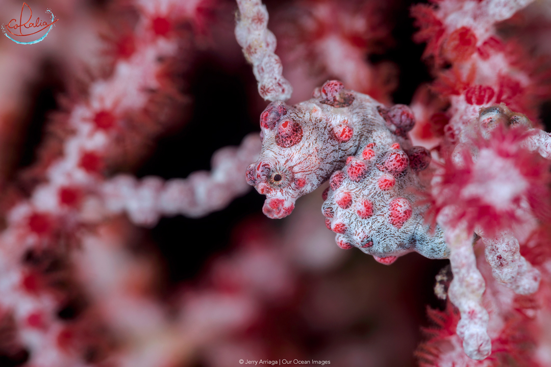 Bargibanti pygmy seahorses in Raja Ampat with Coralia Liveaboard in Indonesia