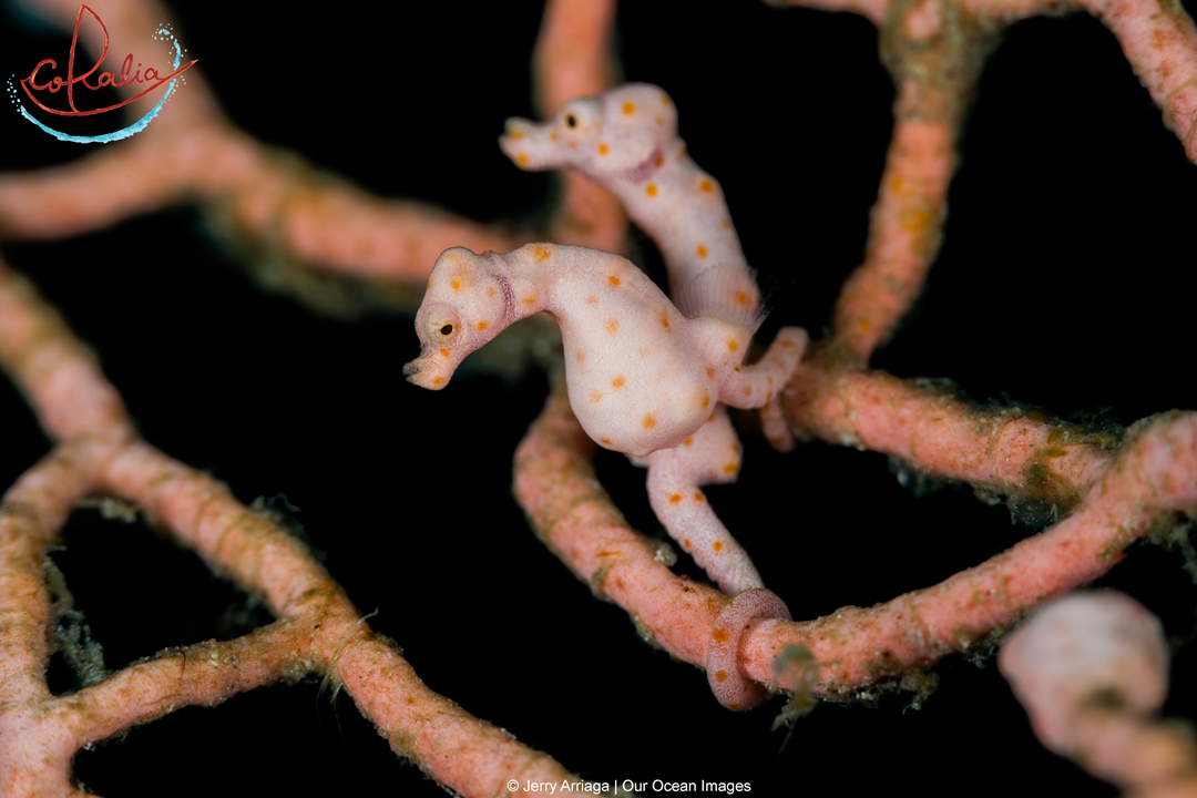 Denise pygmy seahorses in Raja Ampat with Coralia Liveaboard in Indonesia
