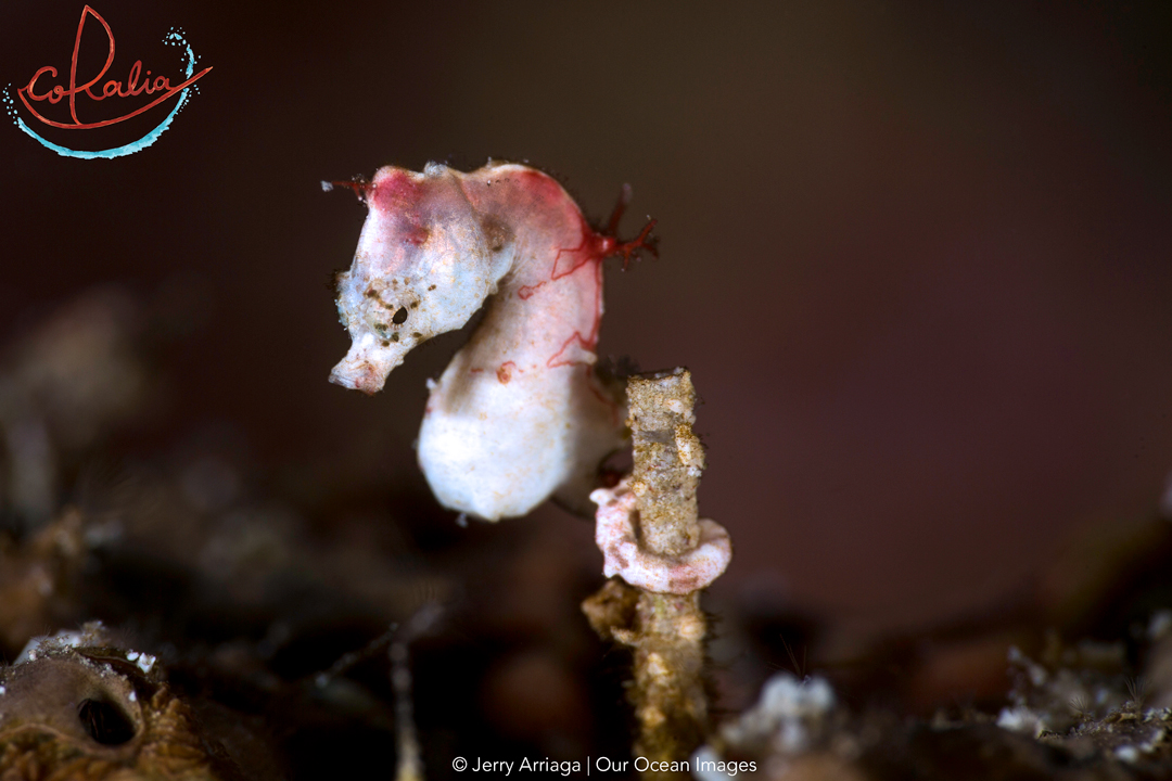 Pontohi pygmy seahorse in Raja Ampat