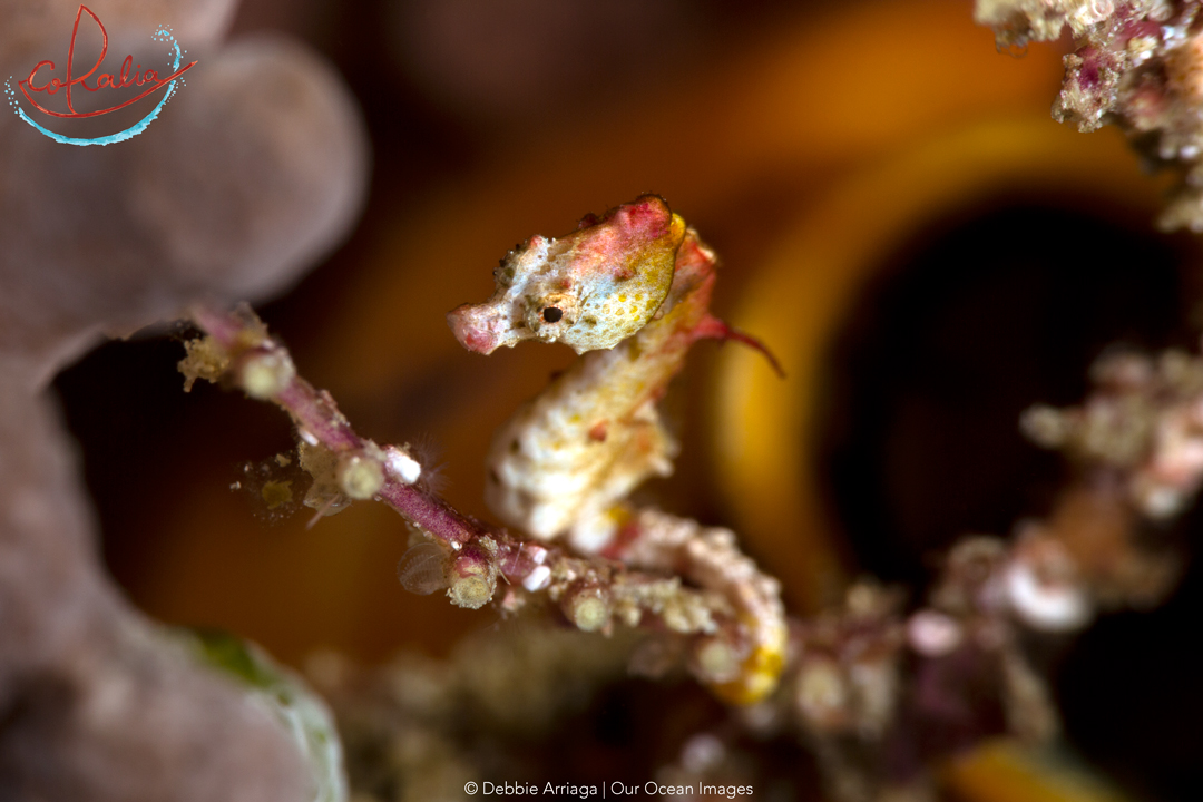 Pontohi in Raja Ampat with Coralia Liveaboard in Indonesia