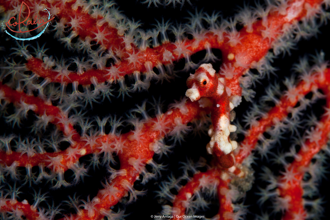 Santa Claus denise pygmy seahorses in Raja Ampat with Coralia Liveaboard in Indonesia