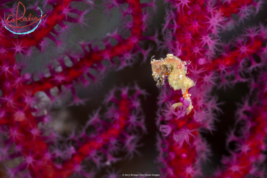 Satomi Pygmy Seahorse