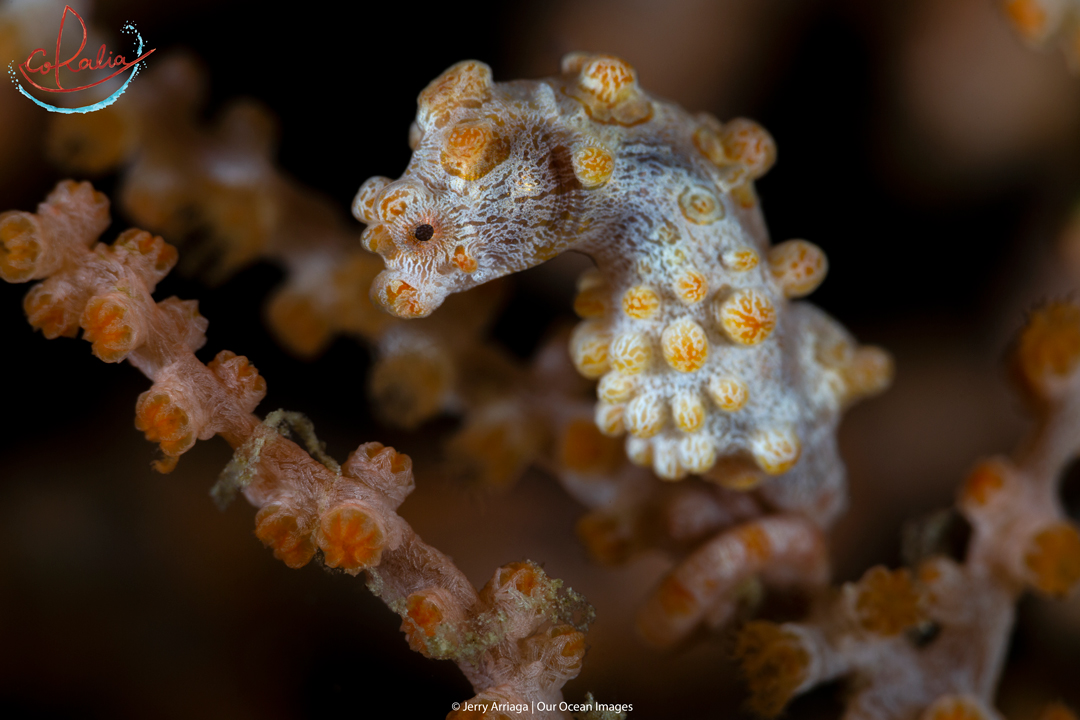 Yellow Bargibanti pygmy seahorses in Raja Ampat with Coralia Liveaboard in Indonesia