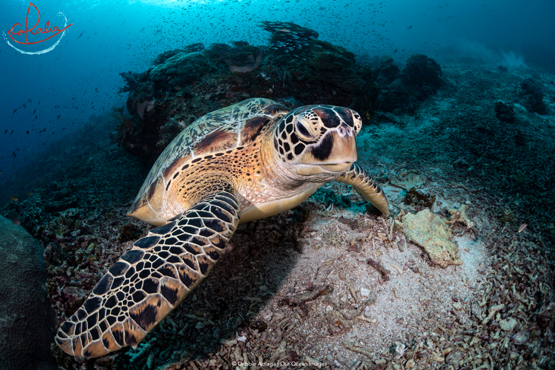 Green turtle on a reef with Coralia Liveaboard in Indonesia