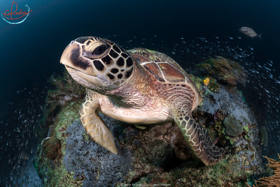 Green turtle on a reef in Raja Ampat surrounded by tiny fish