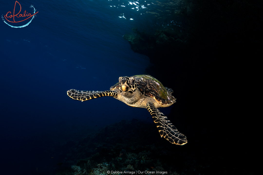 Hawksbill turtle swimming underwater in Indonesia