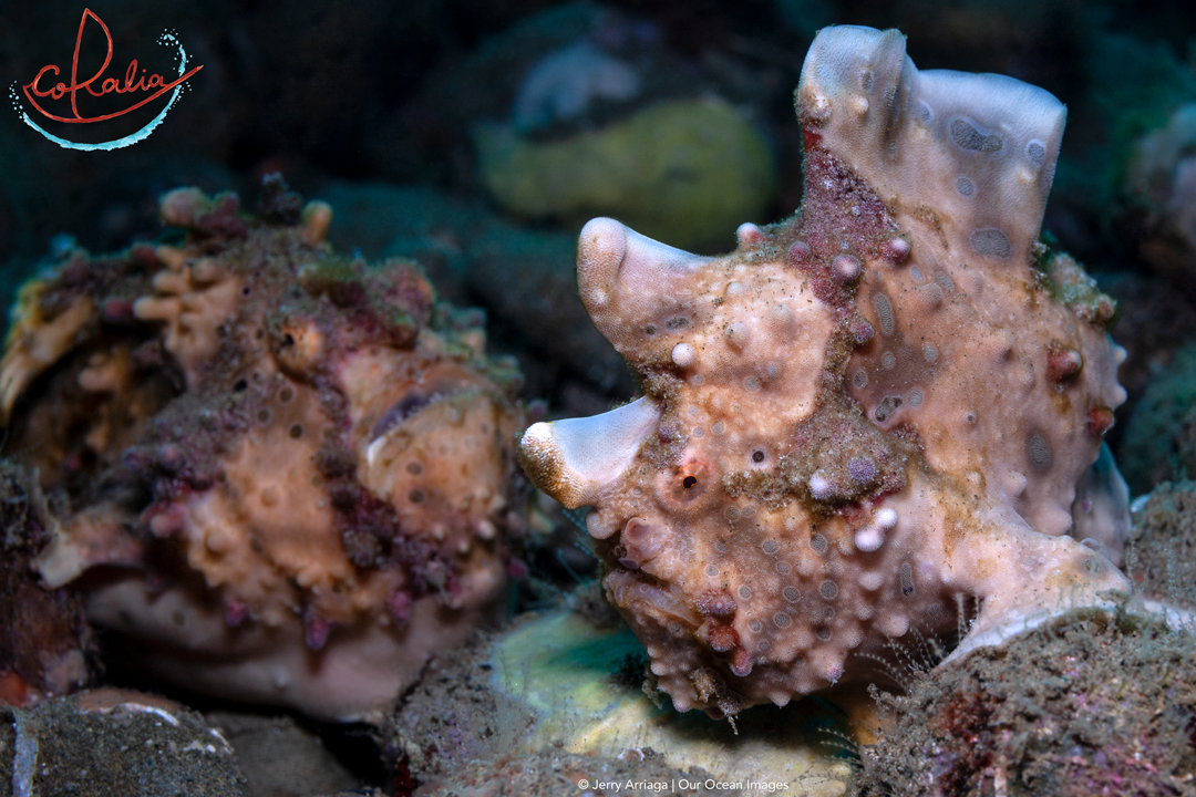 Clown frogfish with Coralia Liveaboard in Indonesia