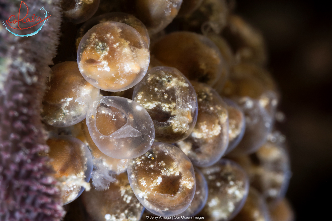 Frogfish babies with Coralia Liveaboard in Raja Ampat