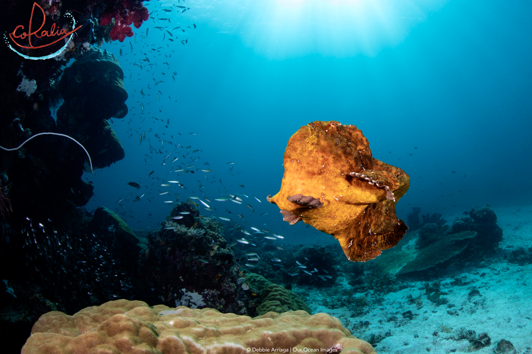 Giant frogfish swimming