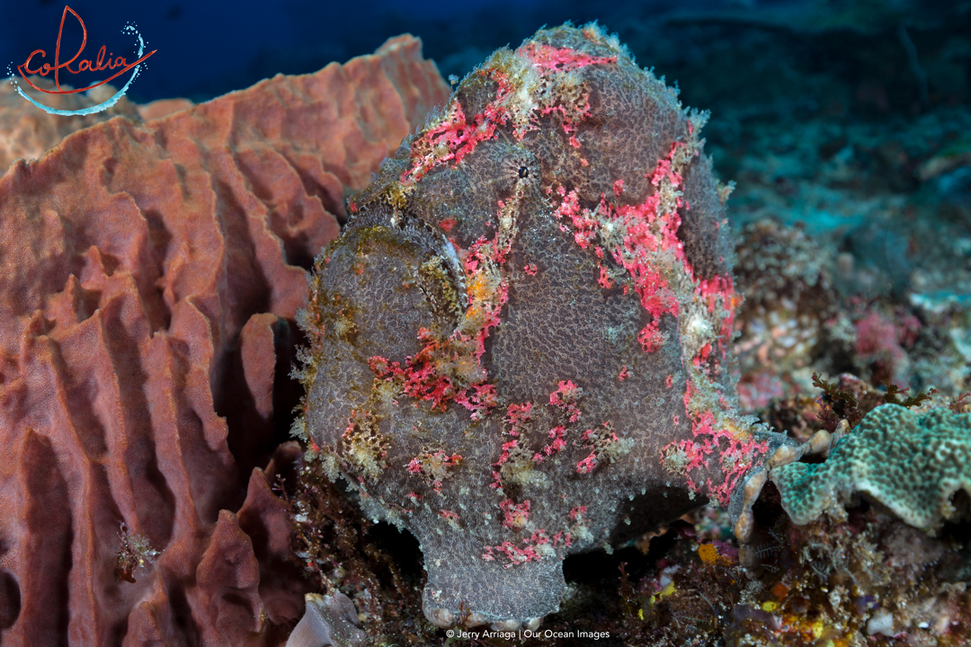 Giant frogfish with Coralia Liveaboard in Indonesia