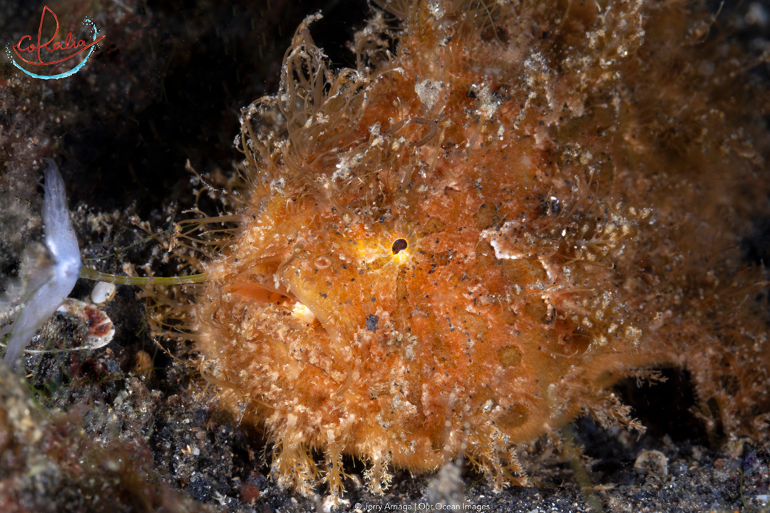 Hairy frogfish hunting