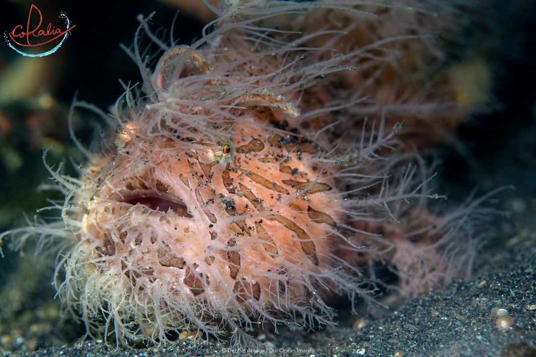 Hairy frogfish with Coralia Liveaboard in Indonesia
