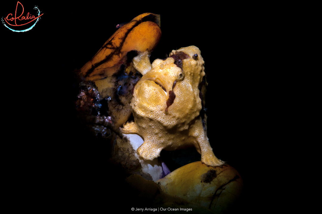 Painted frogfish