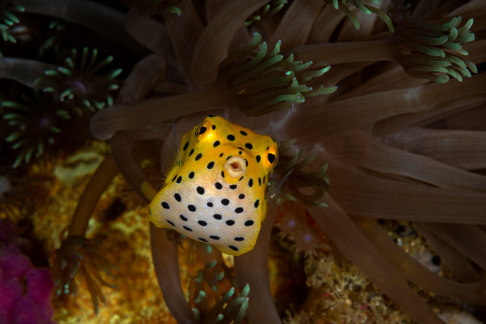 Juvenile box fish on SS Duke of Sparta wreck in Ambon Coralia Liveaboard Indonesia by Debbie Arriaga