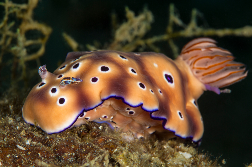 Nudibranch on SS Duke of Sparta wreck in Ambon Coralia Liveaboard Indonesia by Debbie Arriaga