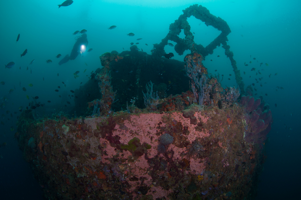 SS Duke of Sparta wreck in Ambon Bay Coralia Liveaboard Indonesia by Debbie Arriaga