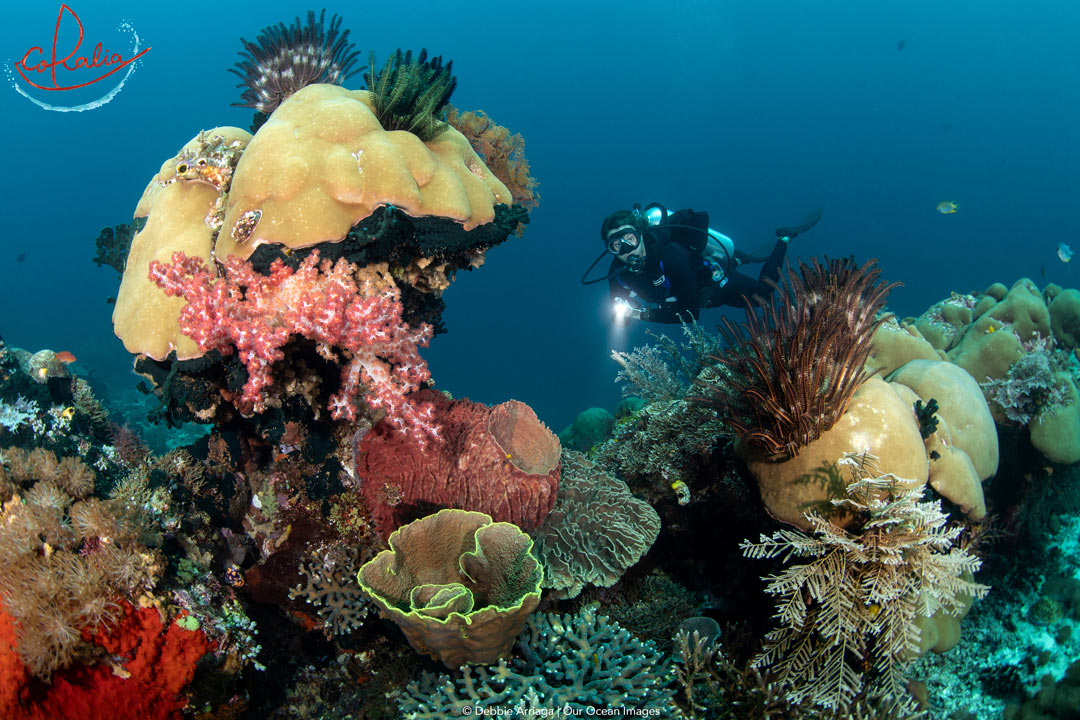 Coralia Liveaboard in Raja Ampat with diver on a beautiful reef