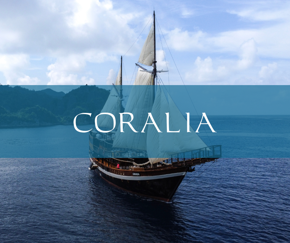 Coralia liveaboard in Indonesia