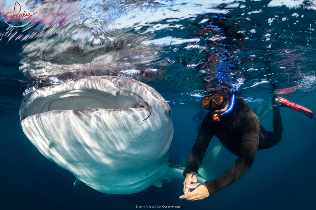 Snorkeling with whale sharks in Indonesia.