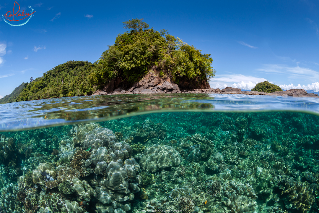 Vibrant reef in Indonesia