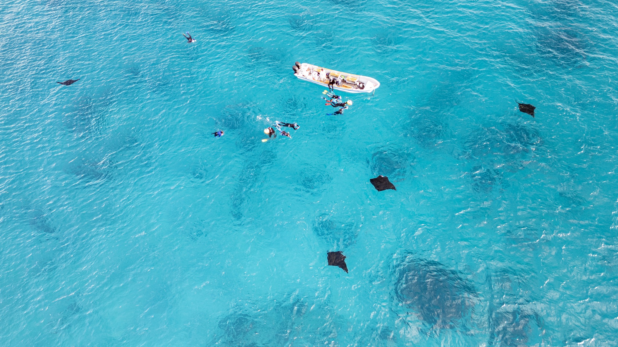 Snorkeling with manta rays in Raja Ampat with Coralia Liveaboards