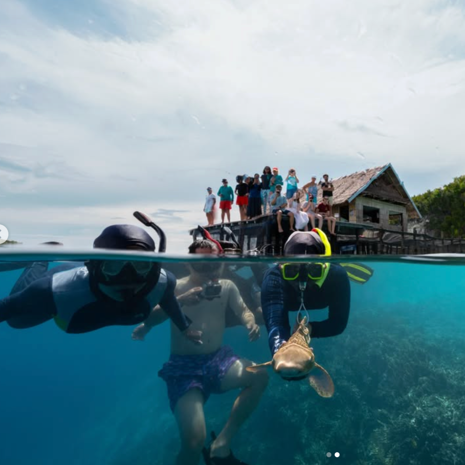 Reshark at RARCC in Raja Ampat releasing a leopard shark.