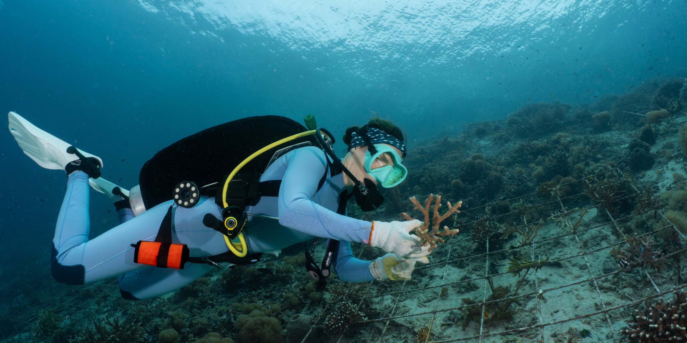 Scuba Diver planting corals at SEA Center in Raja Ampat with Coralia Liveaboards