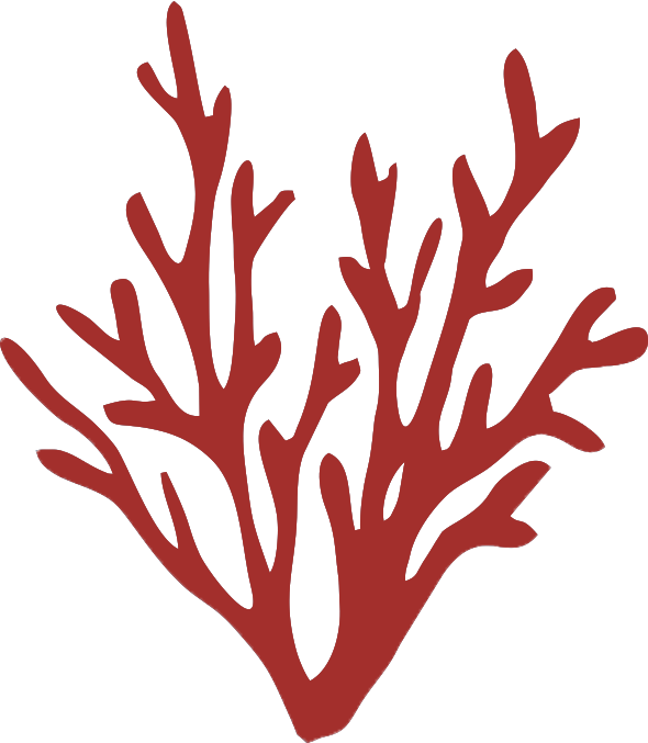 Coralia coral icon divider