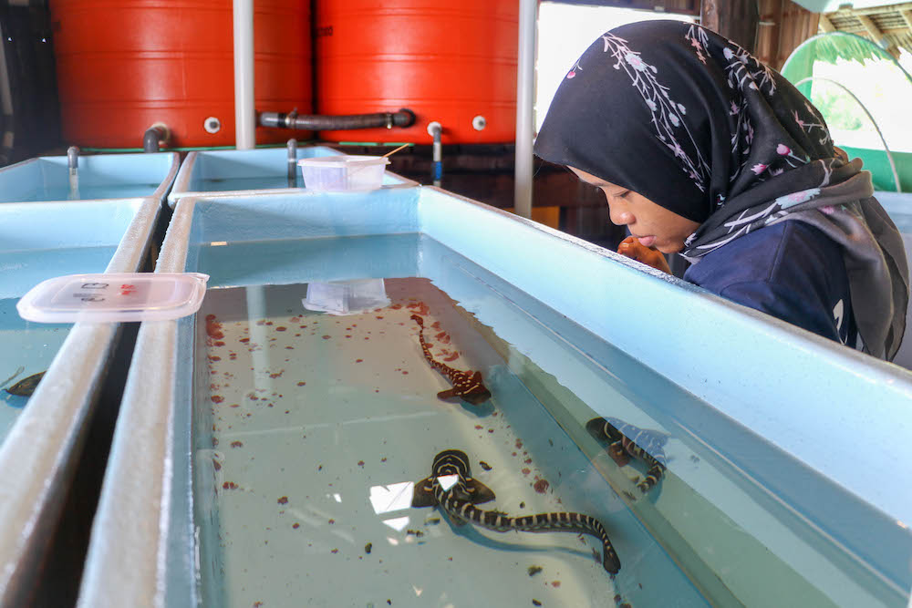 RARCC leopard shark nursery visit during Coralia Liveaboard land excursion in Indonesia